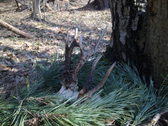 KED SA STASTICKO USMEJE 2