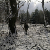 POCHMURNA PRECHADZKA