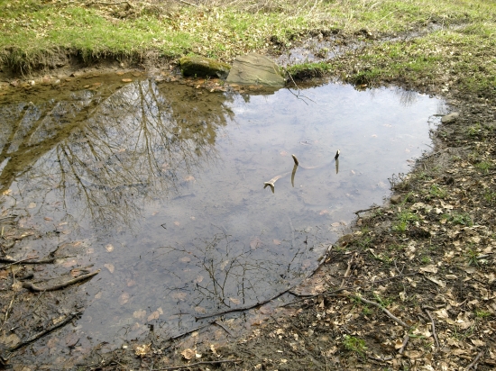 čistotný jelenček