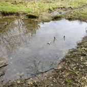 čistotný jelenček