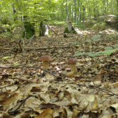 chutovka 2