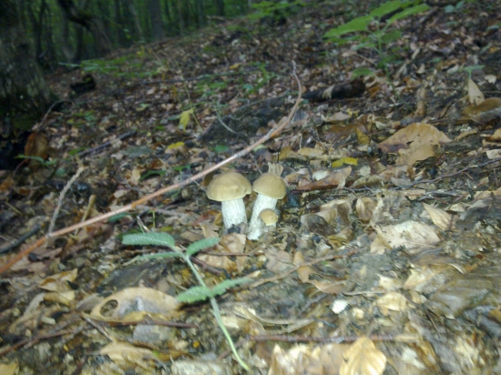 Aspon njčo na polievku,,