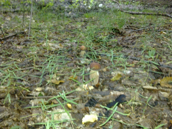 Aspon njčo na polievku,,2