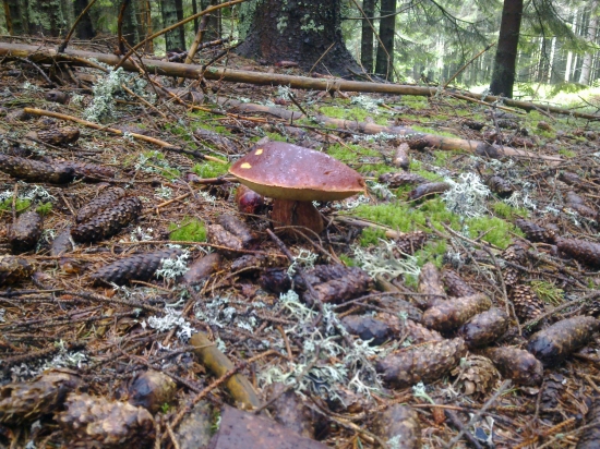 Včerajšia prechadzka