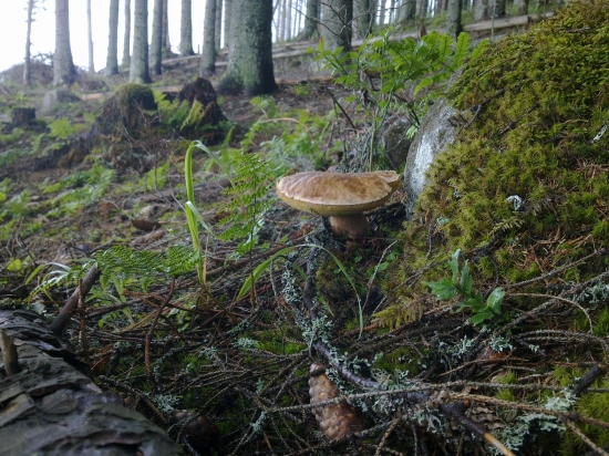 Včerajšia prechadzka 2