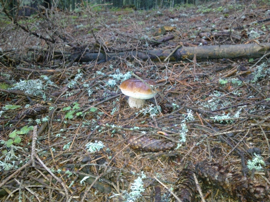 Včerajšia prechadzka