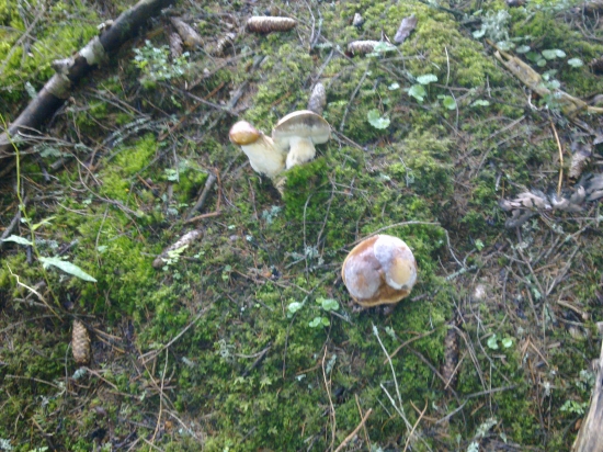 Ani vela vody hubam neprospieva