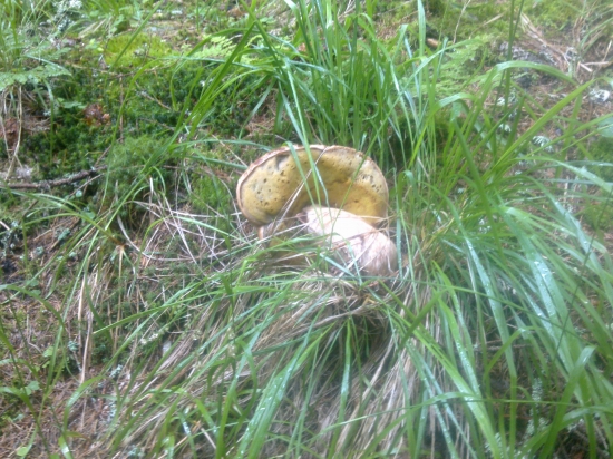 Ten už to ma tiež za sebov