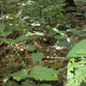 Prekvapko na dnešnej prechadzke,,,,,,,