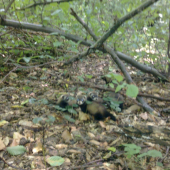 Včerajšia prechadzka