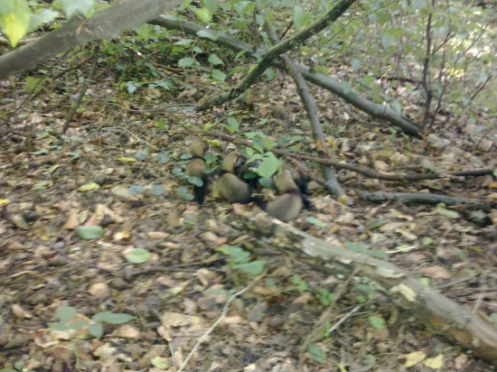 Včerajšia prechadzka2