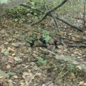 Včerajšia prechadzka2