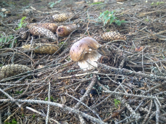 Už idu už idu už sa odkrivaju,,,,