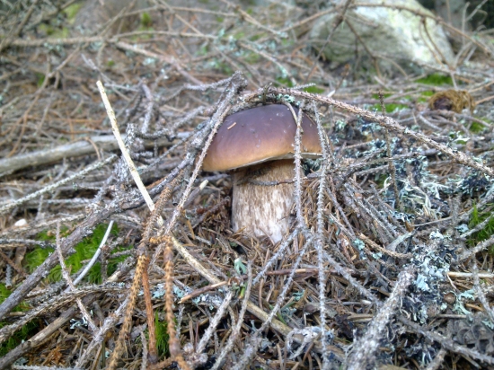 Už idu už idu už sa odkrivaju,,,,2