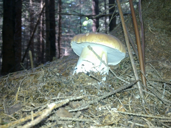 Ked začina žatva,,,,,