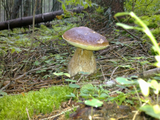 Ked začina žatva,,,,,2