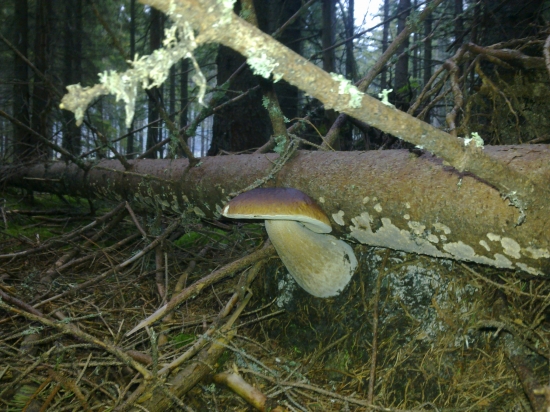 Aj tak to drevo odnesiem,,,,,,,,,