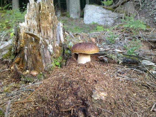 Mam to pod kontrolou,,,,