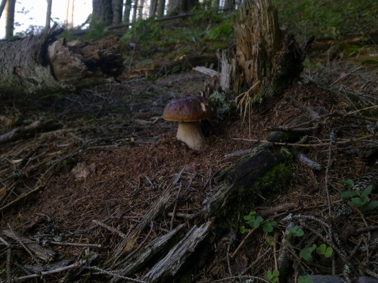 Dalši do košička,,1,,