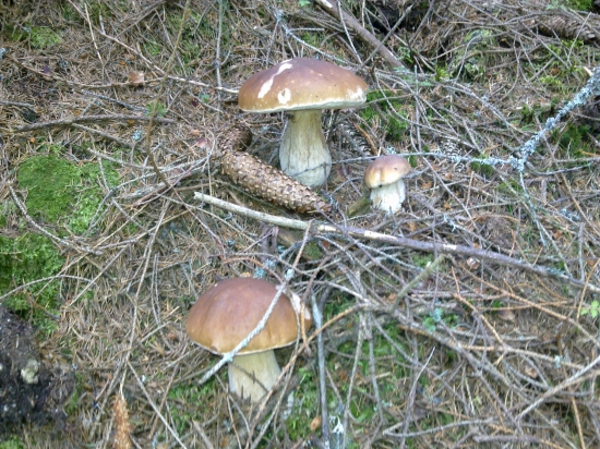 ,,Dedko,,babka,,a vnučik,,,