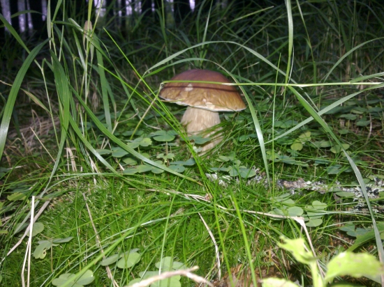 ,,V zelenej travičke 2,,,