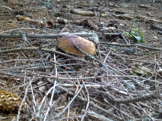 Hrib smrekovy,,,,,,,2