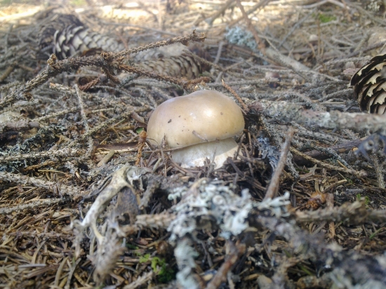 Dnešny krasavec,,,1,,,,