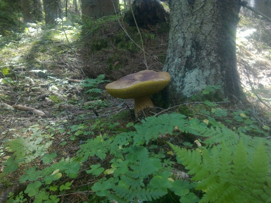 ,,Senior,,,,,1,,,,,,