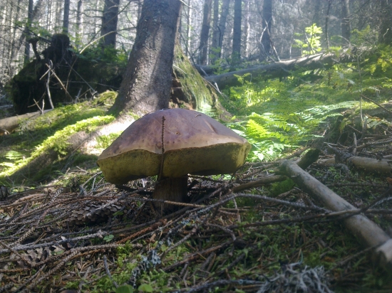 ,,Senior,,,,,2,,,,,,