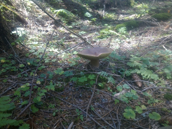 ,,Senior,,,,,3,,,,,,