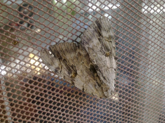 Suchoj T-50 PAK FA- Nočna Mura