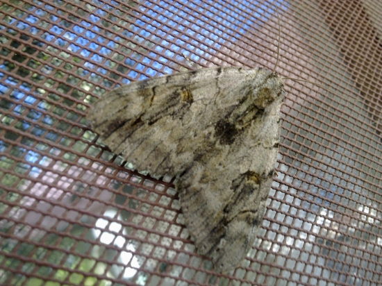 Suchoj T-50 PAK FA 2-Nčna Mura