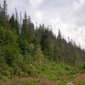 Pod Krivanóm-Nasledok maleho žruta,,,,