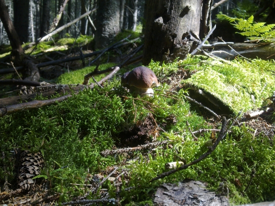 Dnešna prechadzka,,1,,