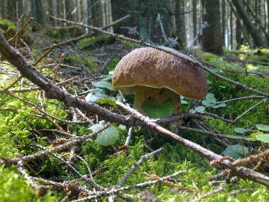 Dnešna prechadzka,,2,,,,