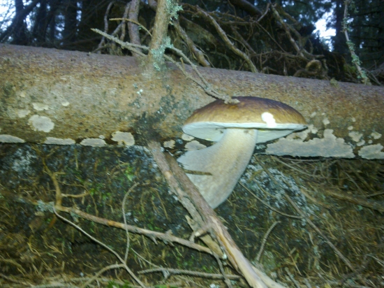 Z  archivu,,,,,,,,,,2,,,,