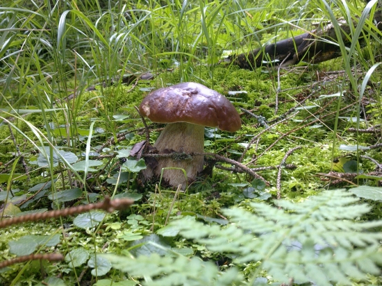 Z  archivu,,,,,,,,,,