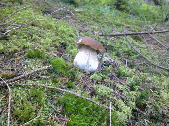 Z  archivu,,,,,,,,,,2,,,,