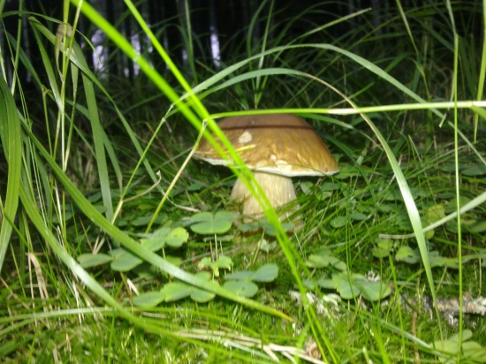 Z  archivu,,,,,,,,,,