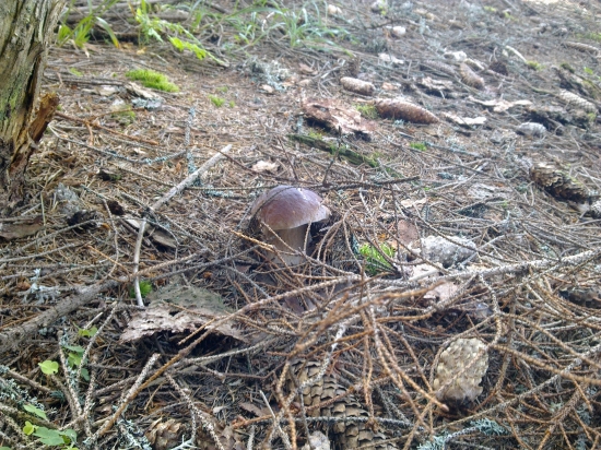 Z  archivu,,,,,,,,,,2,,,,