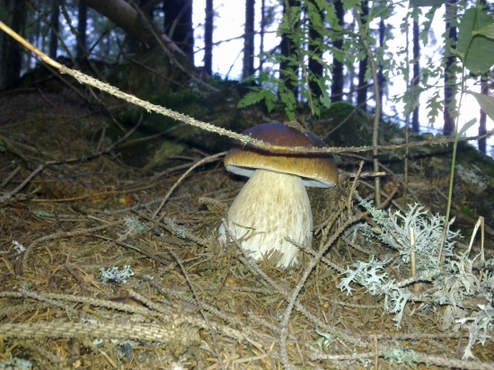 Z  archivu,,,,,,,,,,