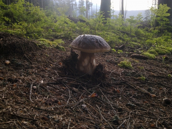 Z  archivu,,,,,,,,,,2,,,,