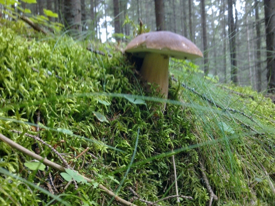 Z  archivu,,,,,,,,,,