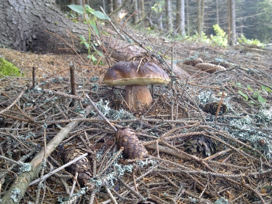 Z  archivu,,,,,,,,,,