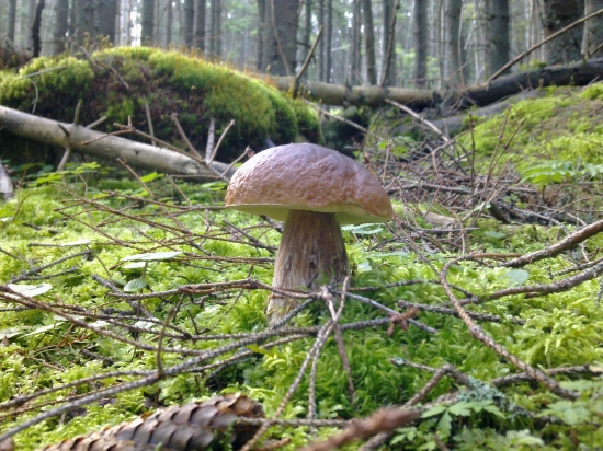 Z  archivu,,,,,,,,,,2,,,,