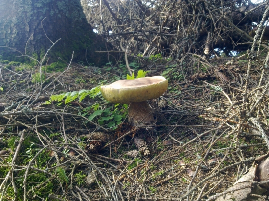 Z  archivu,,,,,,,,,,2,,,,