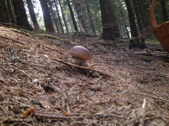 Z  archivu,,,,,,,,,,