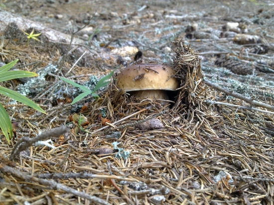 Z  archivu,,,,,,,,,,2,,,,