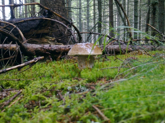 Z  archivu,,,,,,,,,,2,,,,