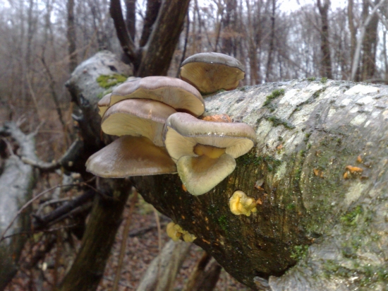 Sobotnajšie,,,,,1,,,,